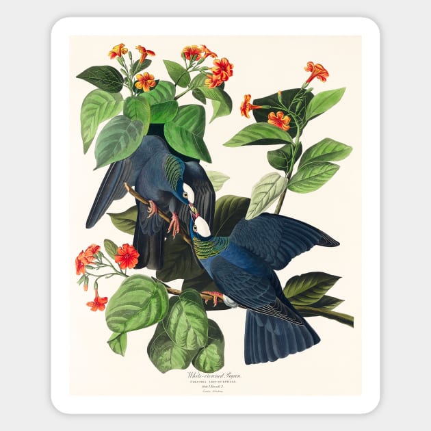 White-crowned Pigeon from Birds of America (1827) Sticker by WAITE-SMITH VINTAGE ART